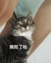 猫猫：婉拒了哈